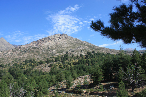 Corse, forêt de Vergio