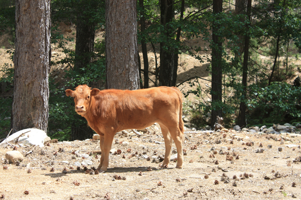 Corse, vache