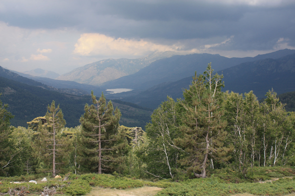 Forêt de Vergio, Corse