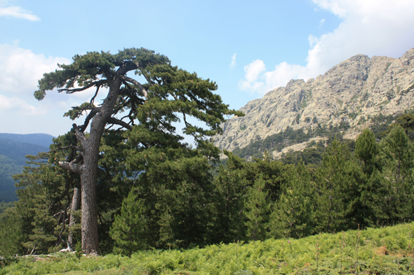 Forêt d'Aitone