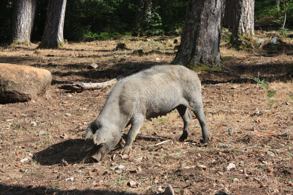 Corse, Cochon