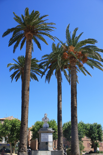 L'Ile Rousse, palmier