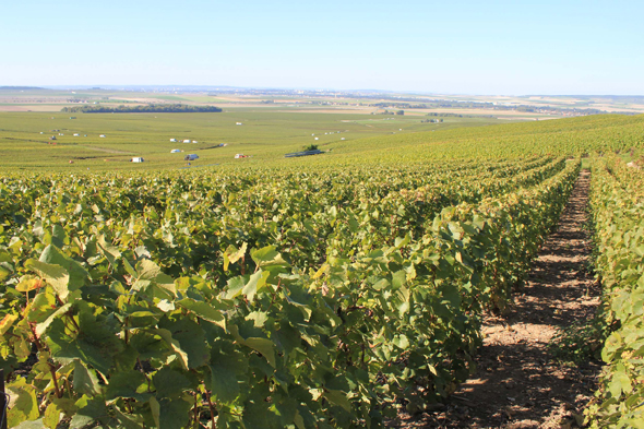 Verzenay, Champagne, vignes