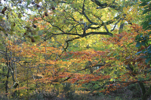 Forêt de Fontainebleau, automne