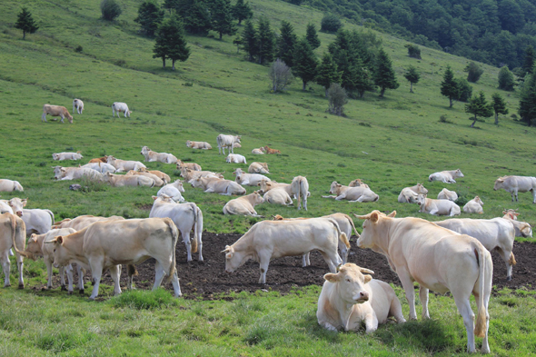 Col d'Aspin, vache