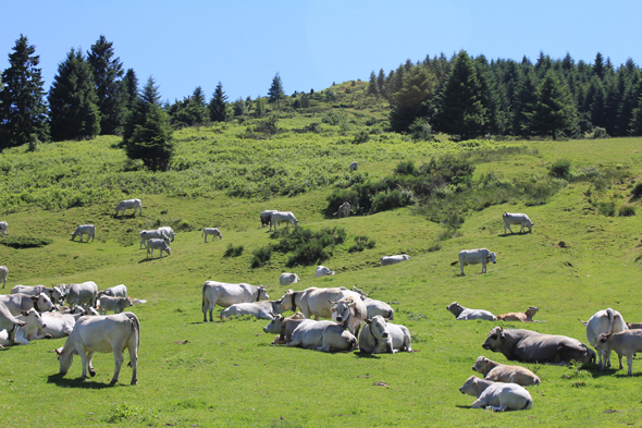 Col de Port, Pyrénées