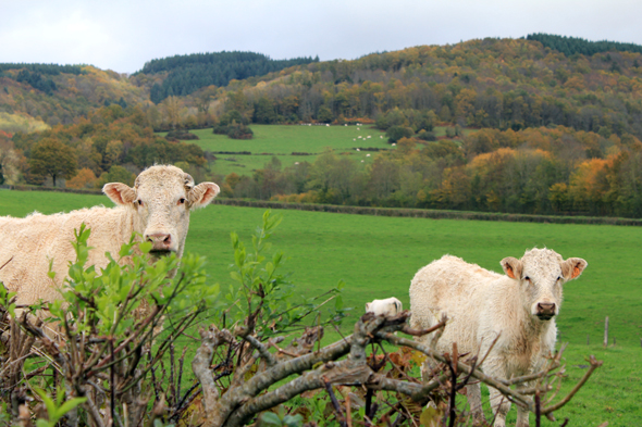 Vache charolaise