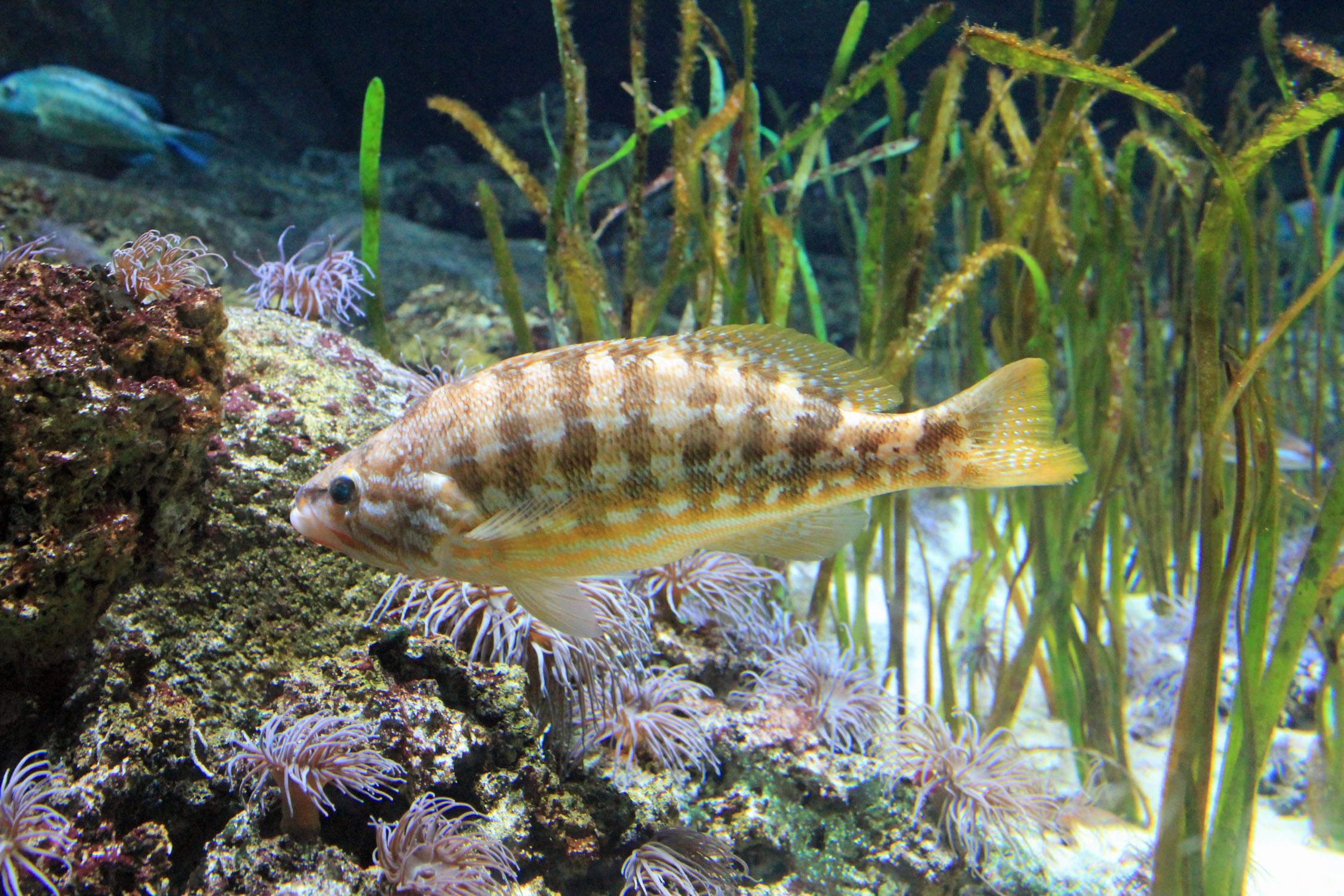 Aquarium du Trocadéro