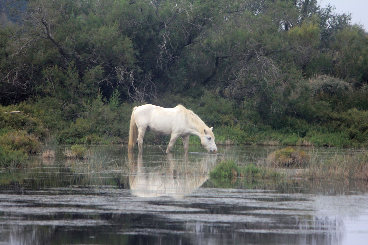 Camargue, cheval