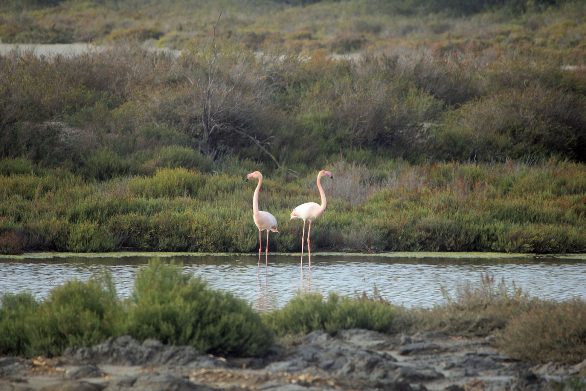 Camargue, flamants roses