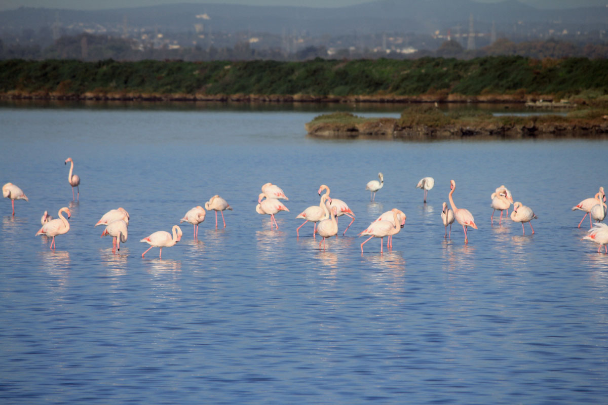 Etang de Mauguio, flamants roses