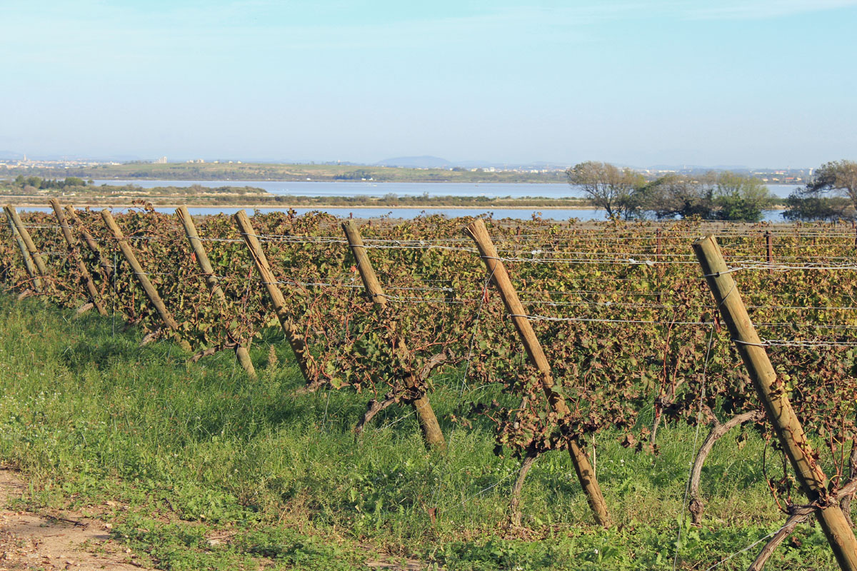 Maguelone, vignes