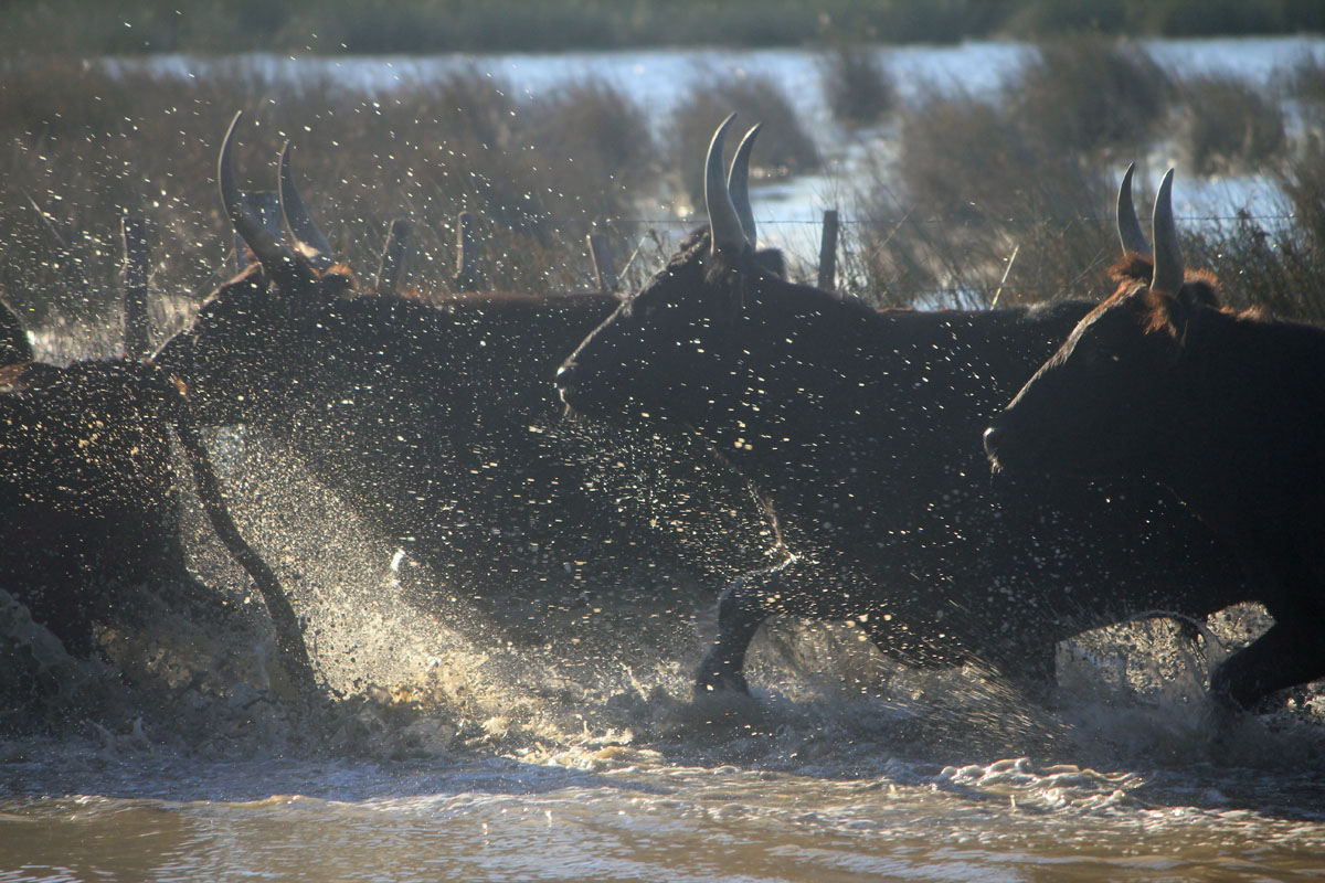 Camargue, taureaux