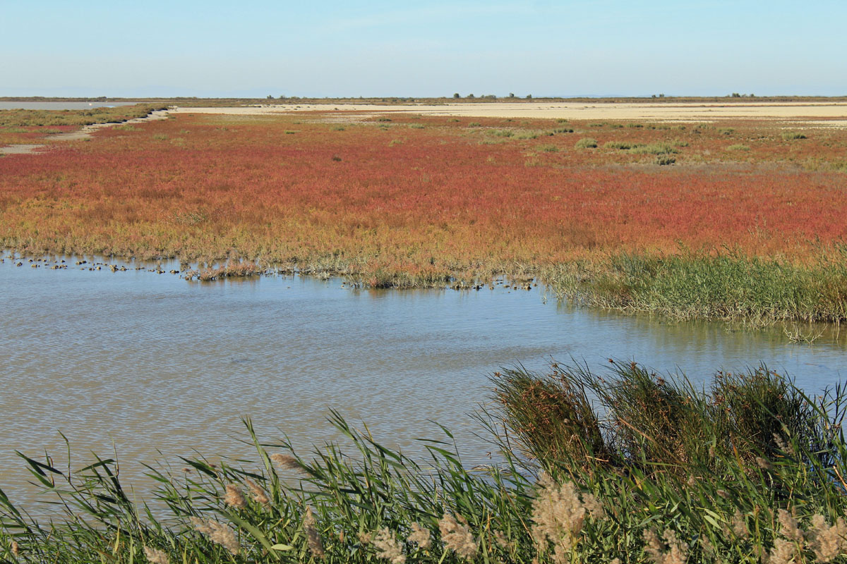 Camargue, paysage