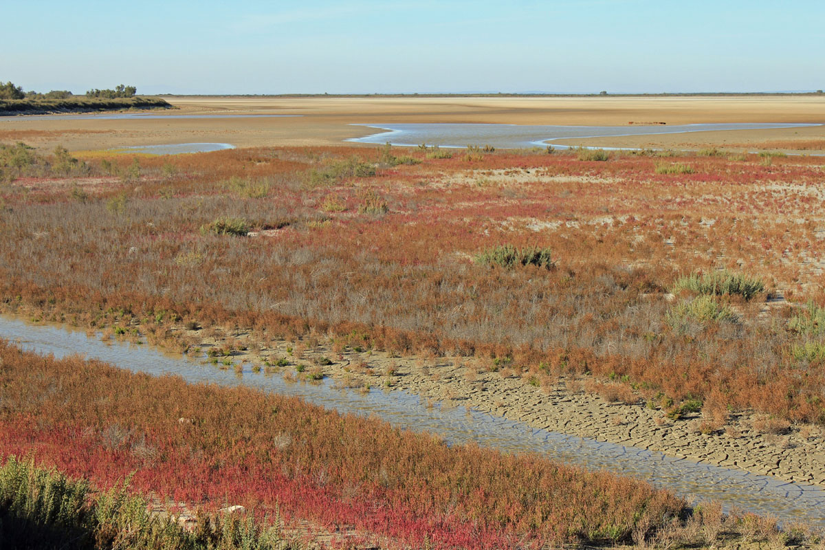 Camargue, paysage, herbe