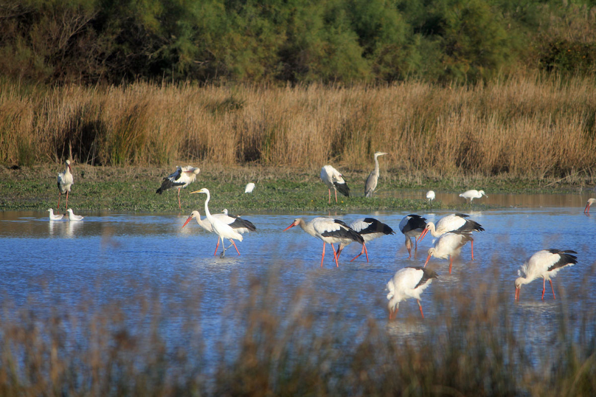 Camargue, oiseaux