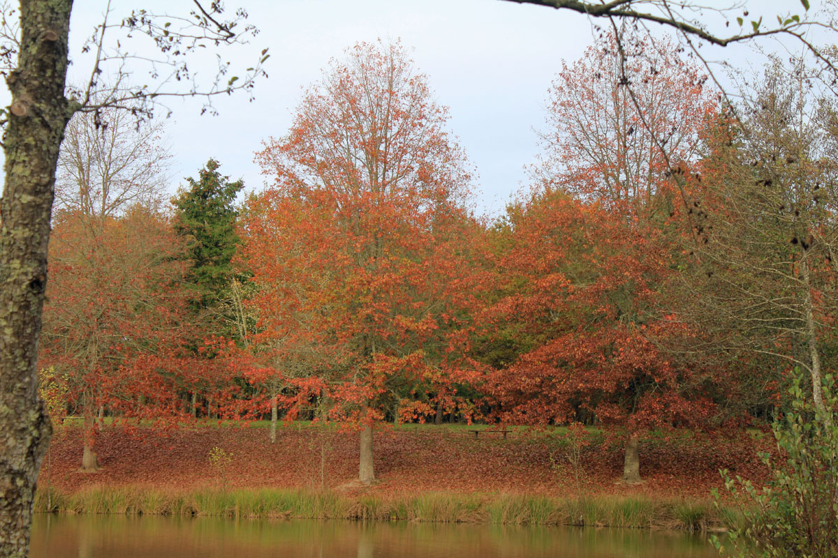 Sologne, automne