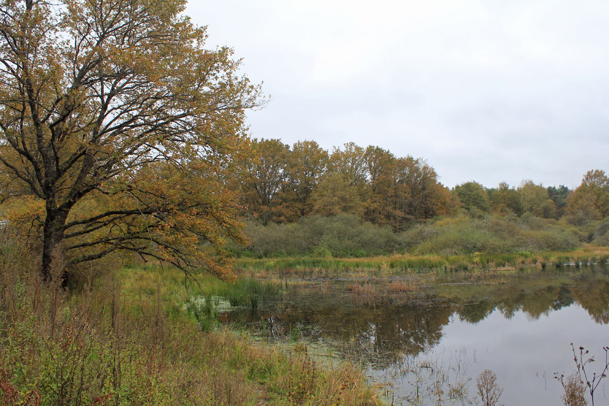 Etang de Sologne, Bauzy