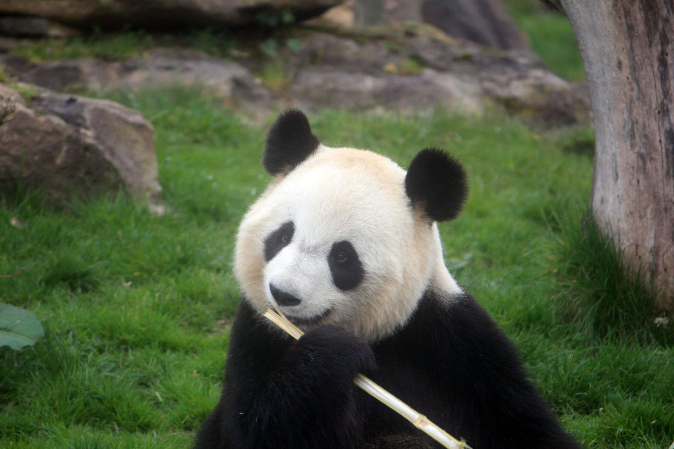 Parc de Beauval, panda
