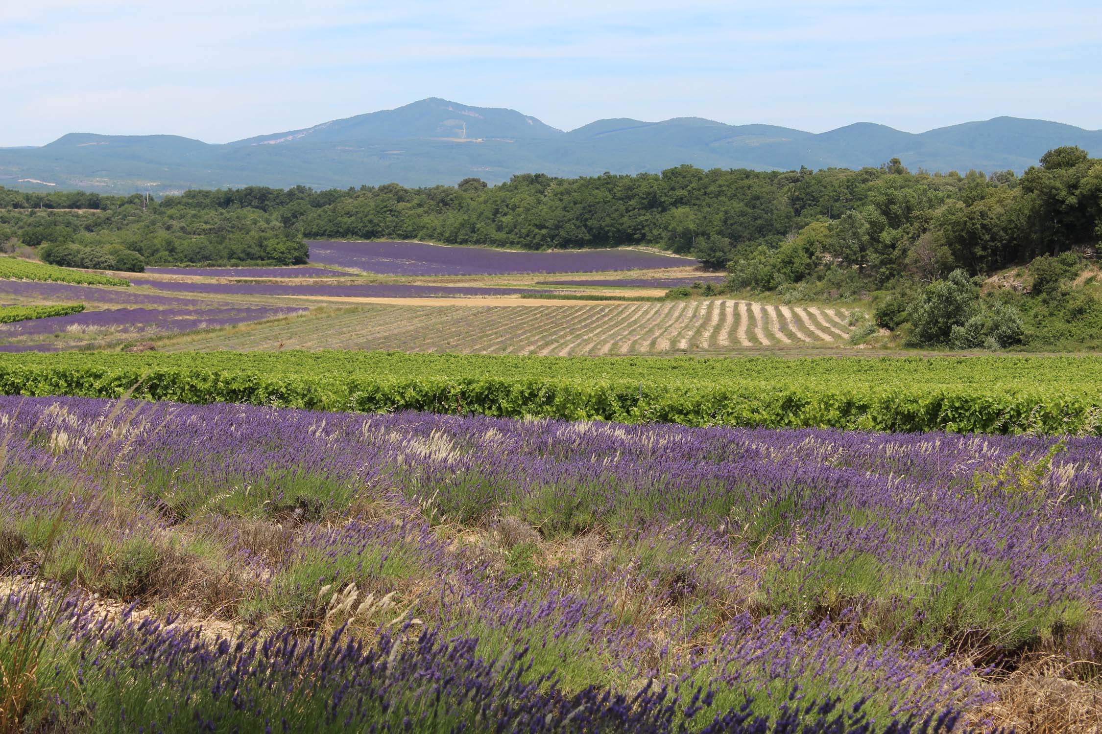 Drôme provencal, paysage