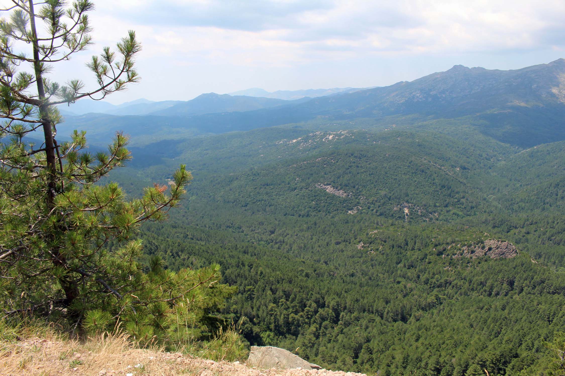 Forêt de Bavella