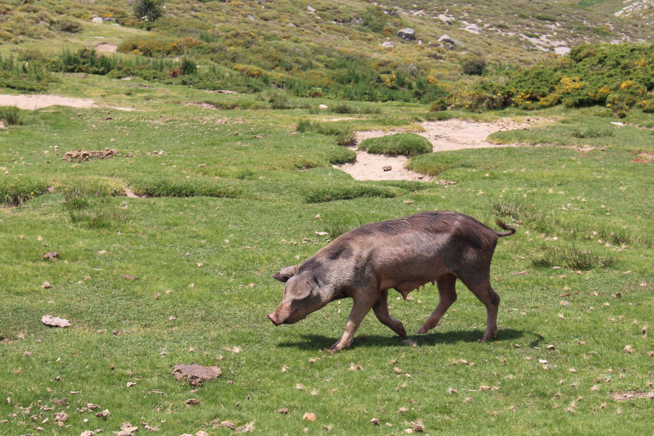 Plateau du Coscione, Corse