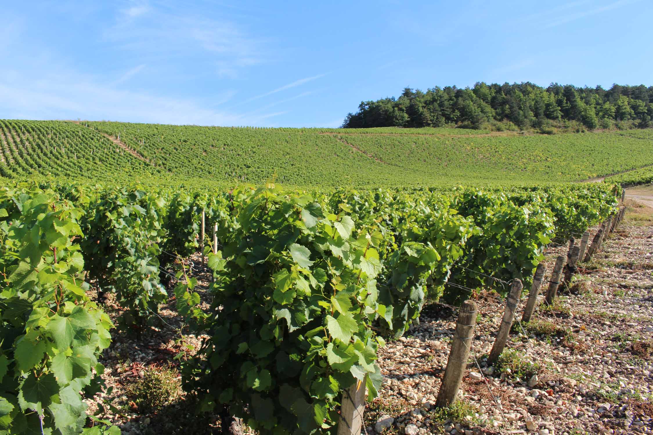 Chablis, vignoble