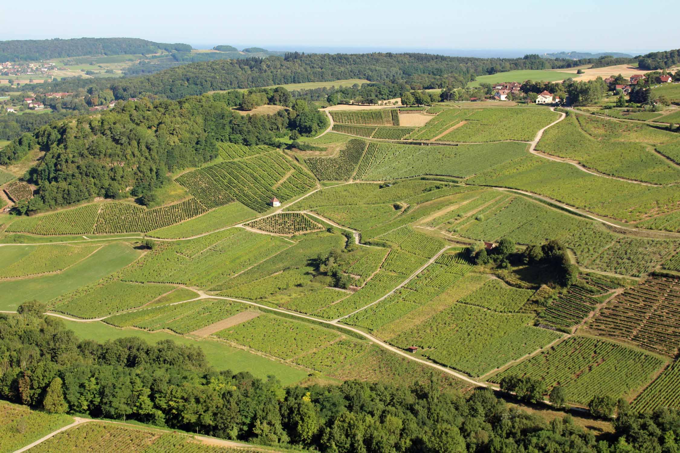 Château-Chalon, vignoble