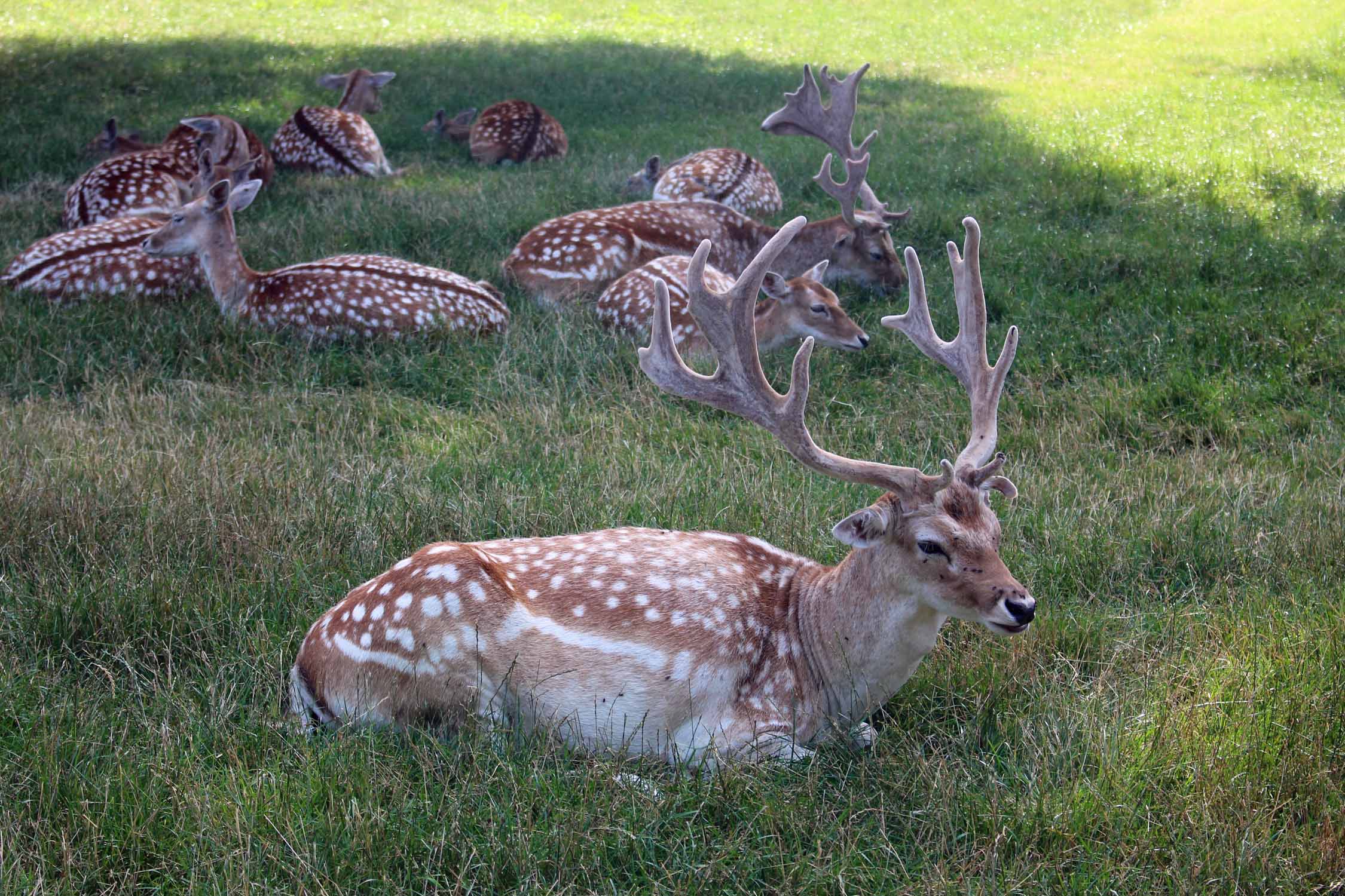 Cerf, Pierre-de-Bresse