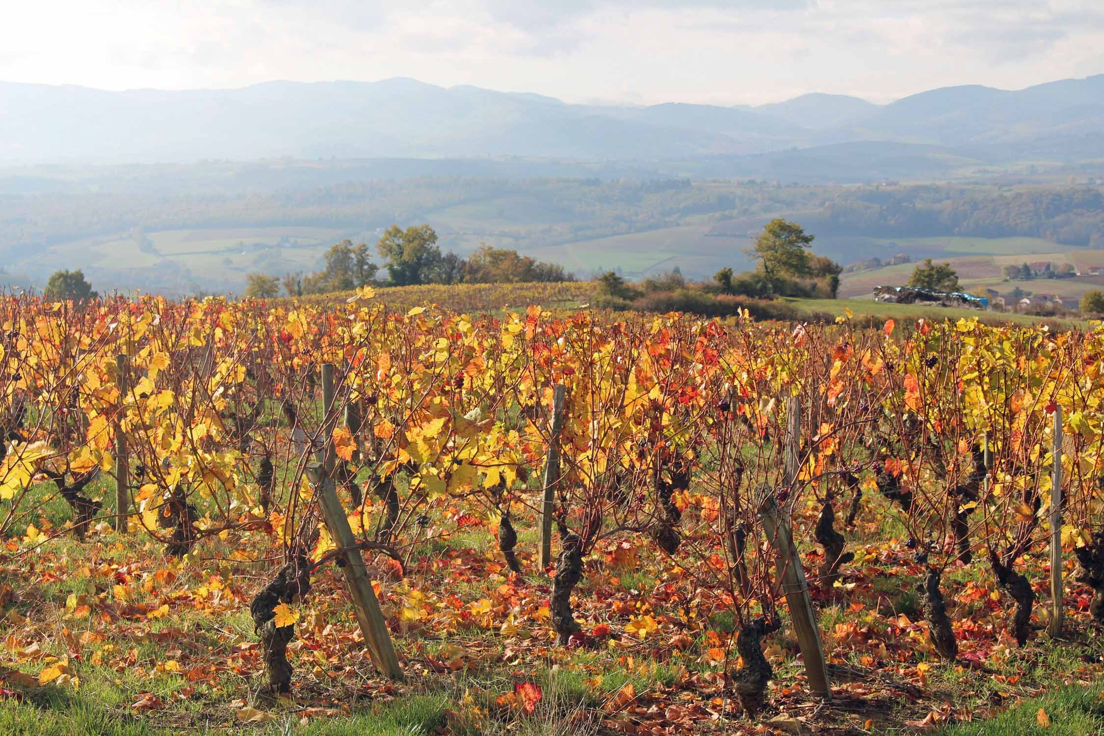 Beaujolais, vignoble, Oingt