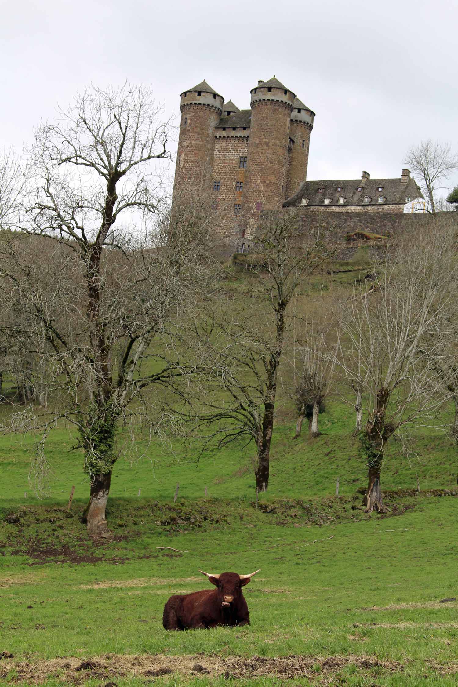 Château d'Anjony, vache