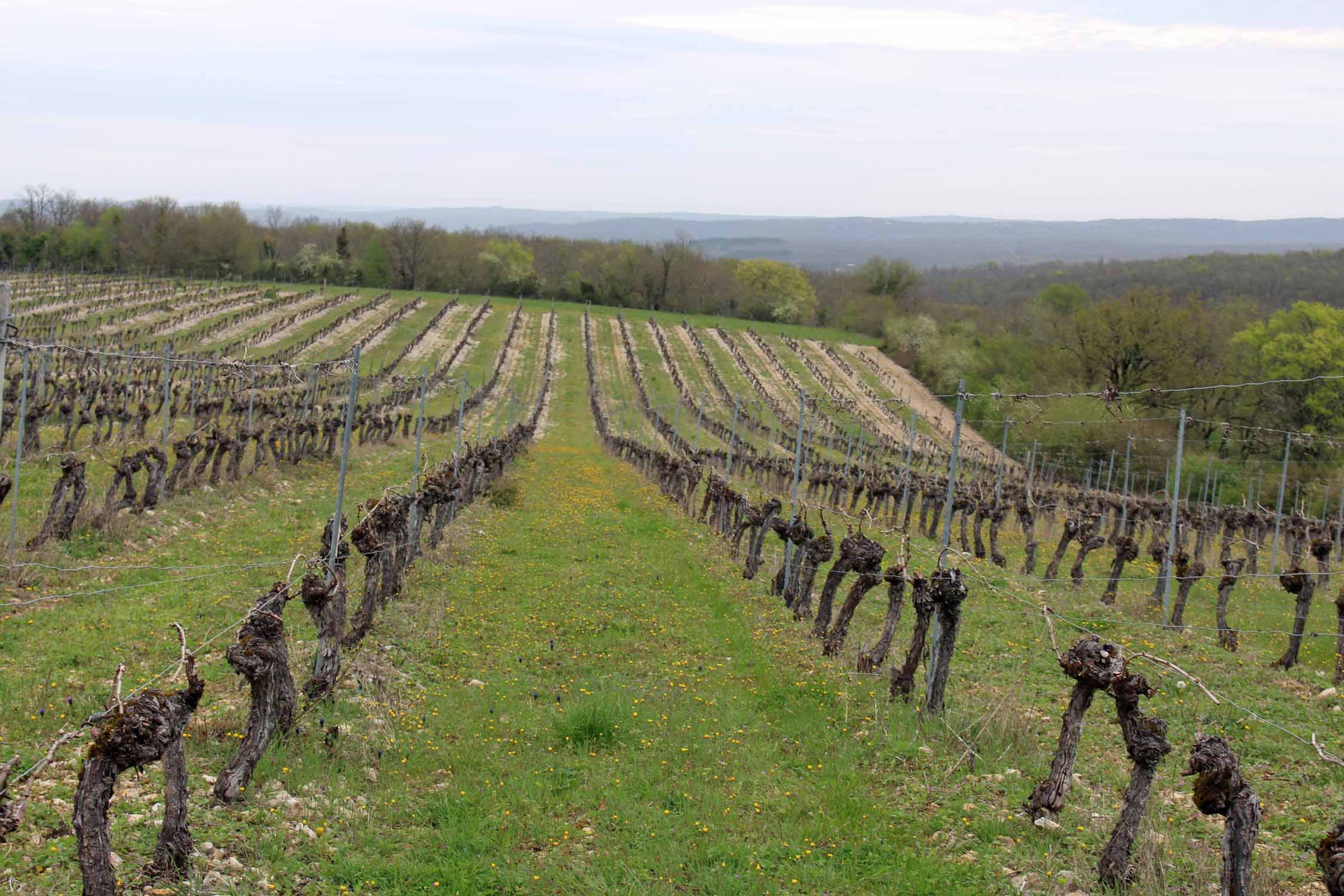 Cahors, vignobles