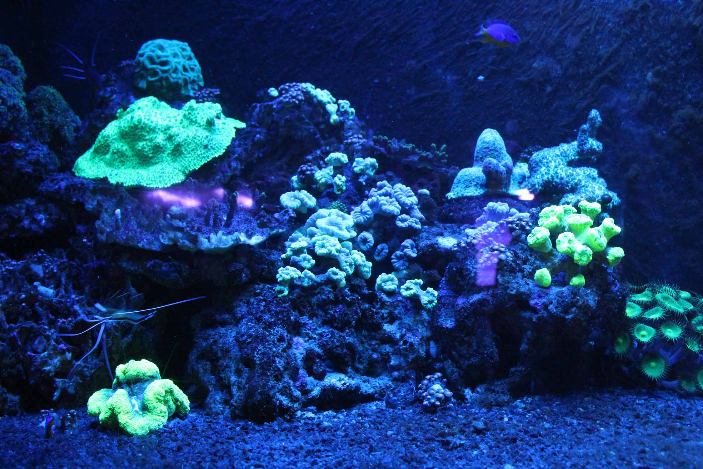 Boulogne-sur-Mer, Nausicaà, coraux fluorescents