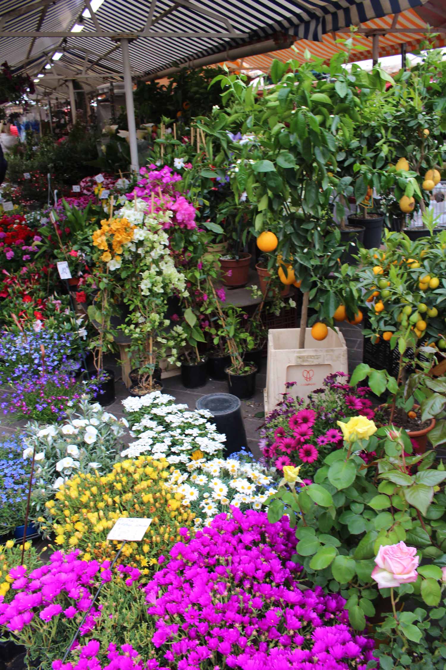 Nice, fleurs, Cours Saleya