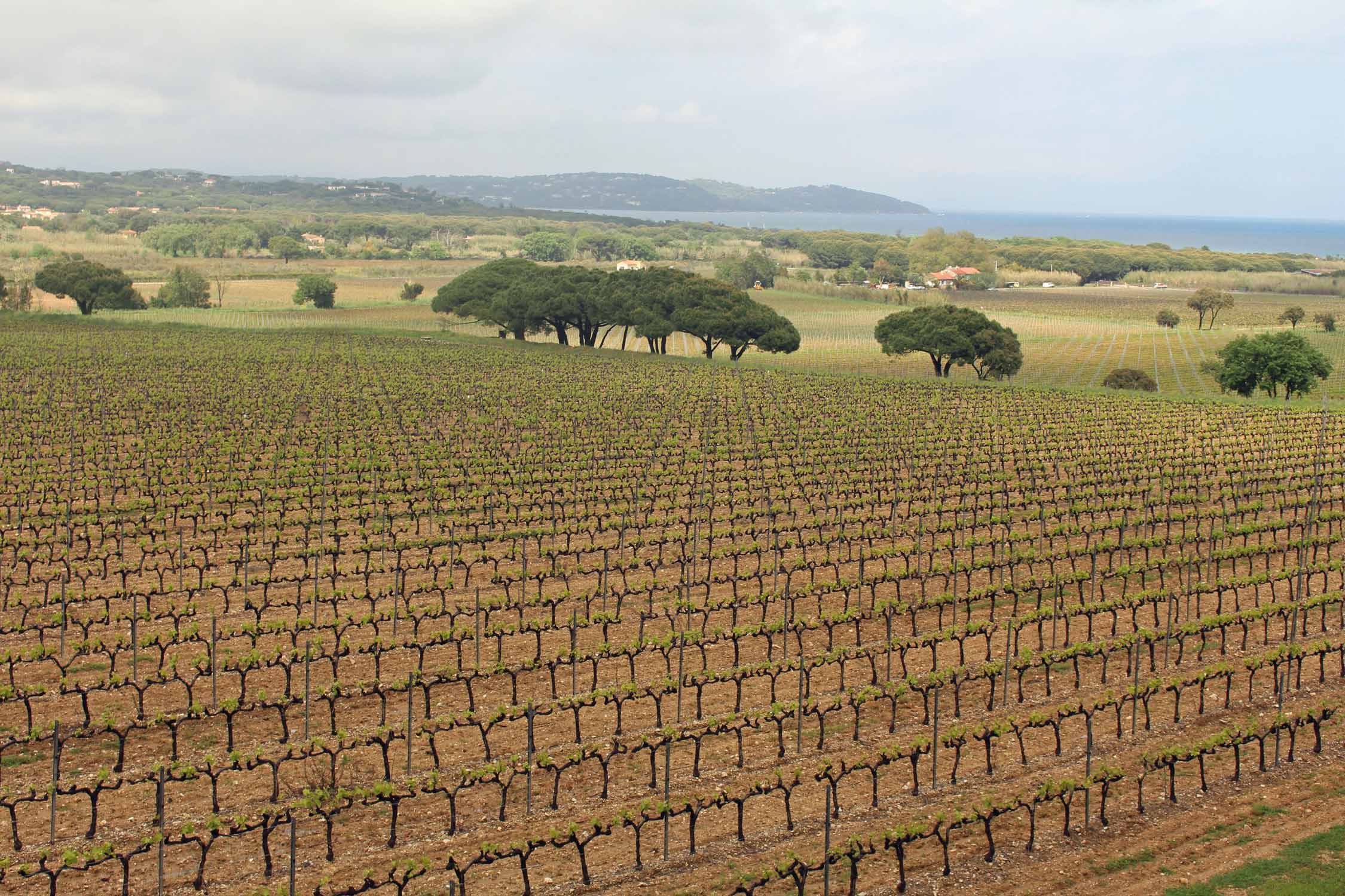 Saint-Tropez, vignoble de Pompelonne