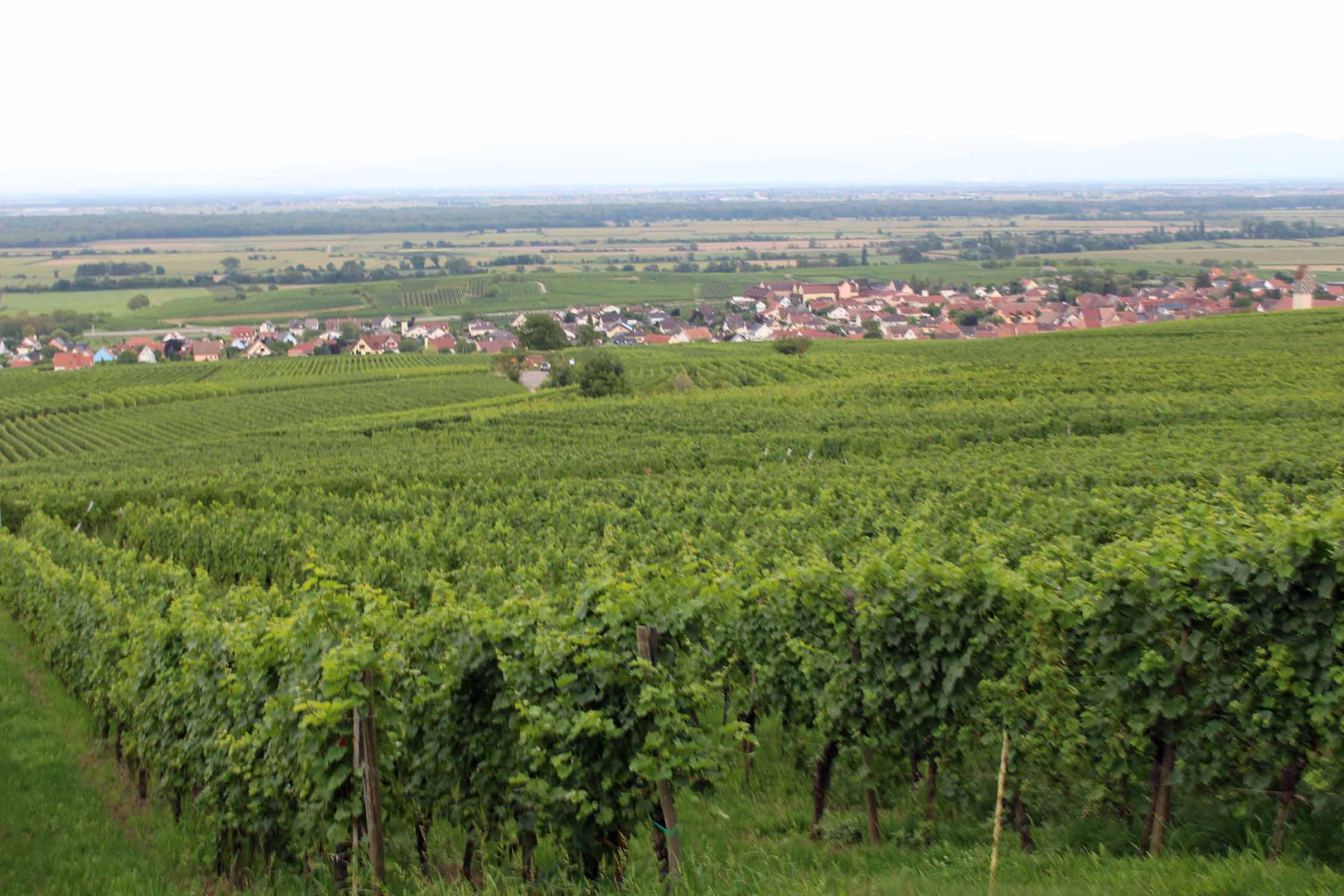 Pfaffenheim, vignoble