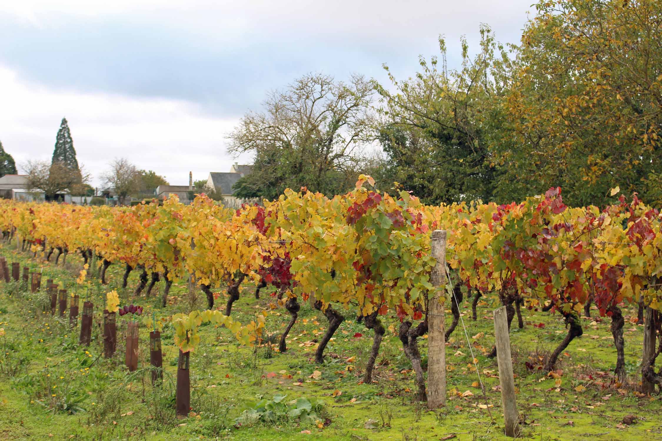 Doué-la-Fontaine, vignobles de Saumur