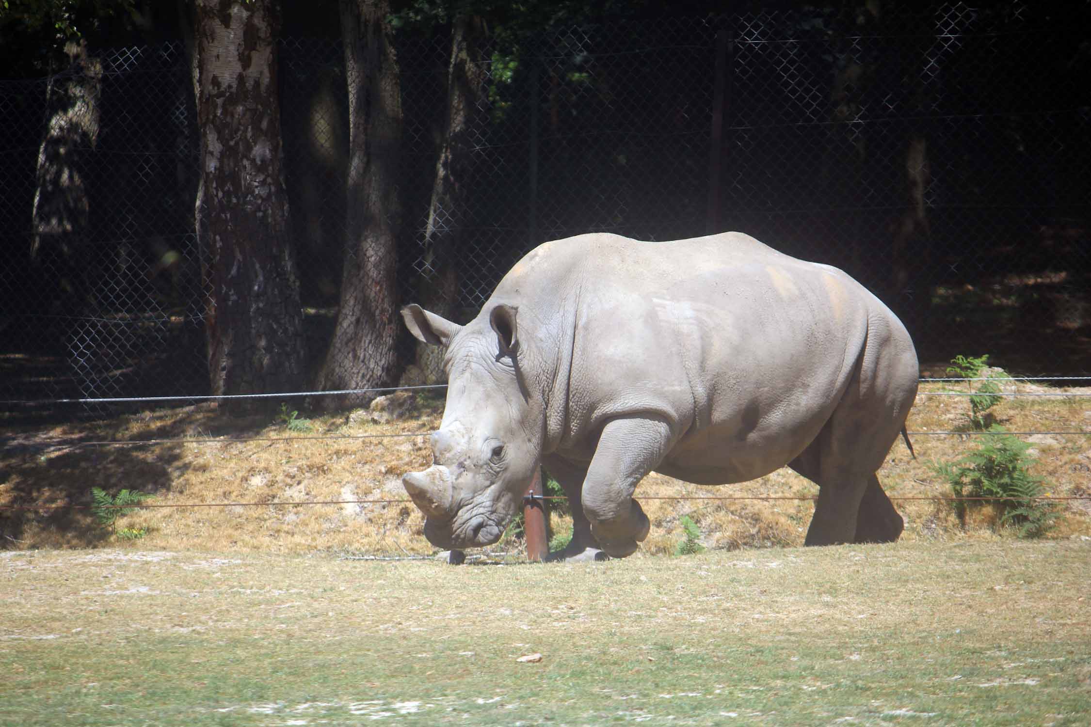 Zoo de Thoiry, rhinocéros