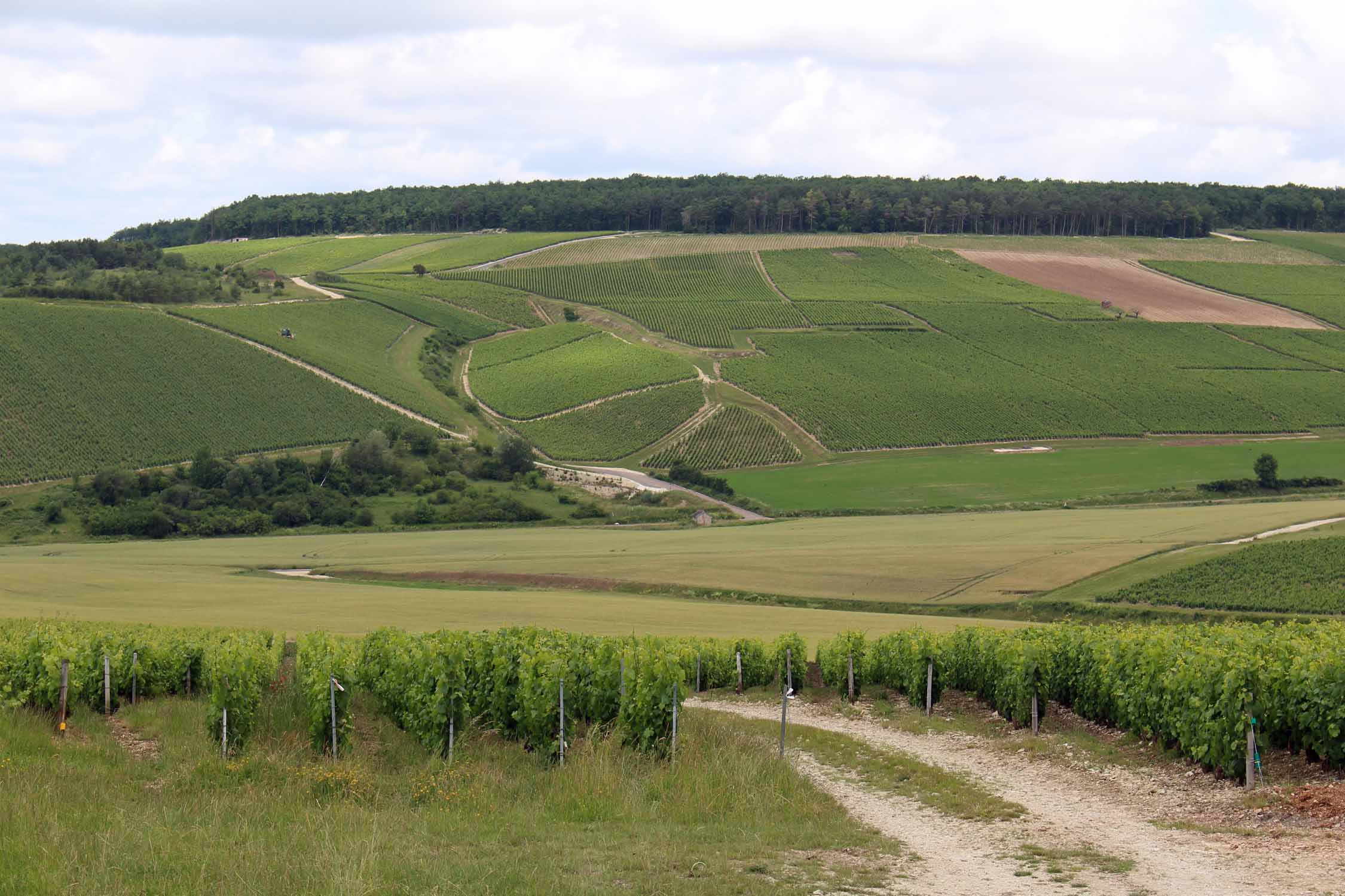 Les Riceys, vignoble