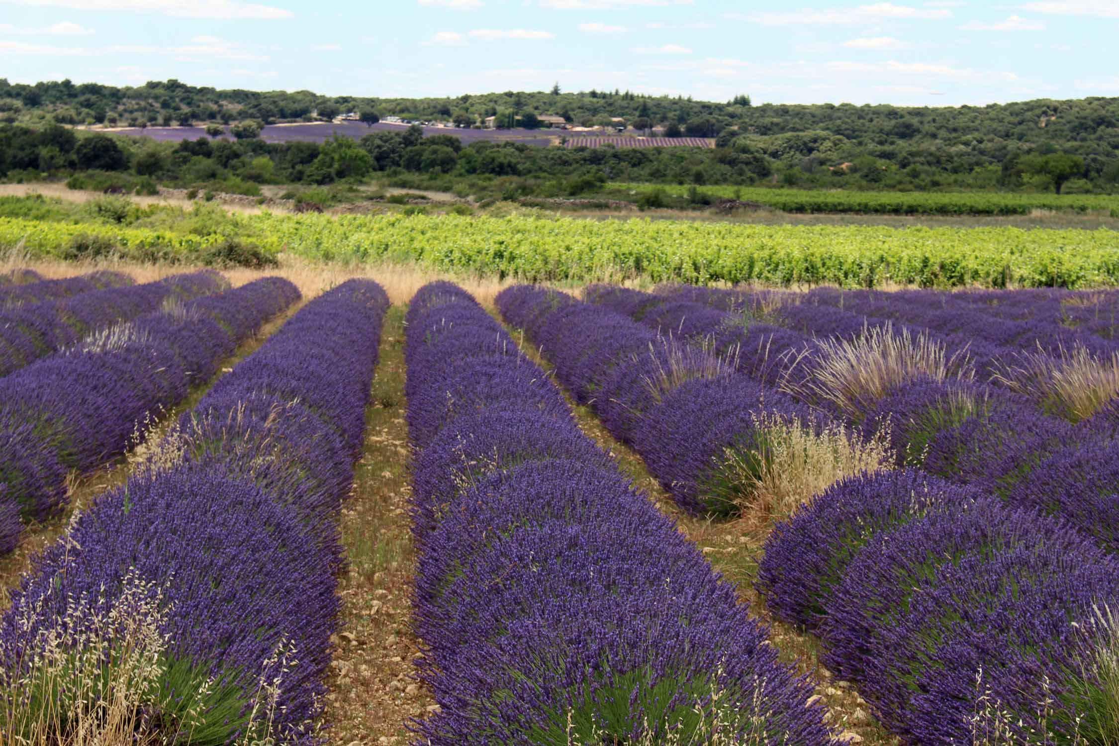 Plateau des Gras, Ardèche, lavande