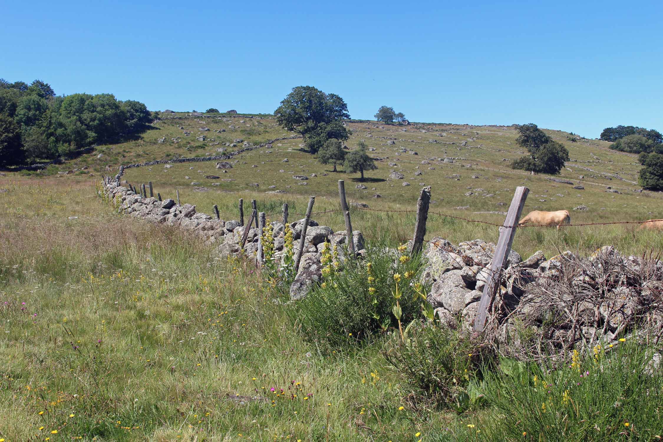 Aubrac, paysage, Malbouzon