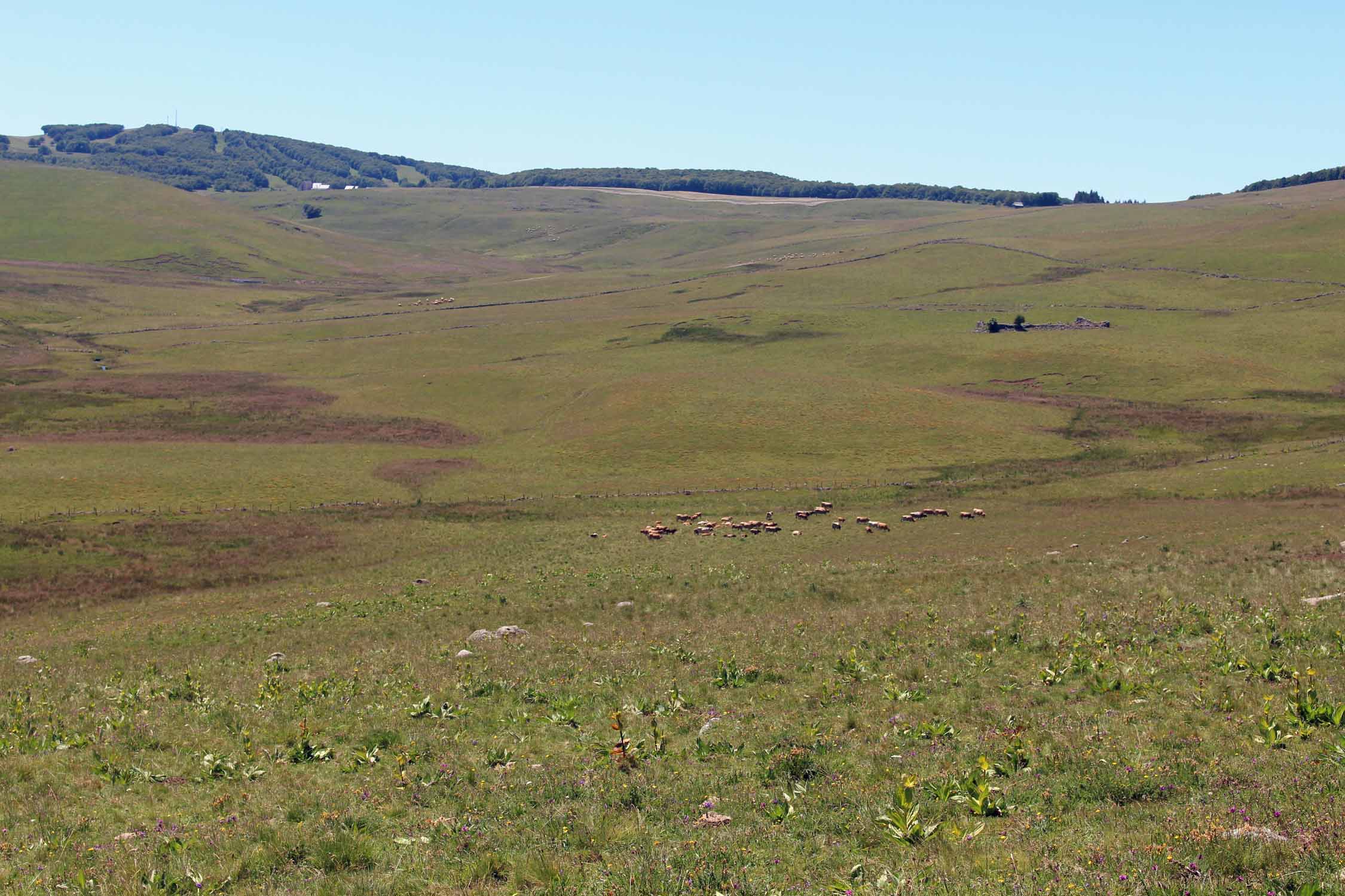 Recoules d'Aubrac, paysage