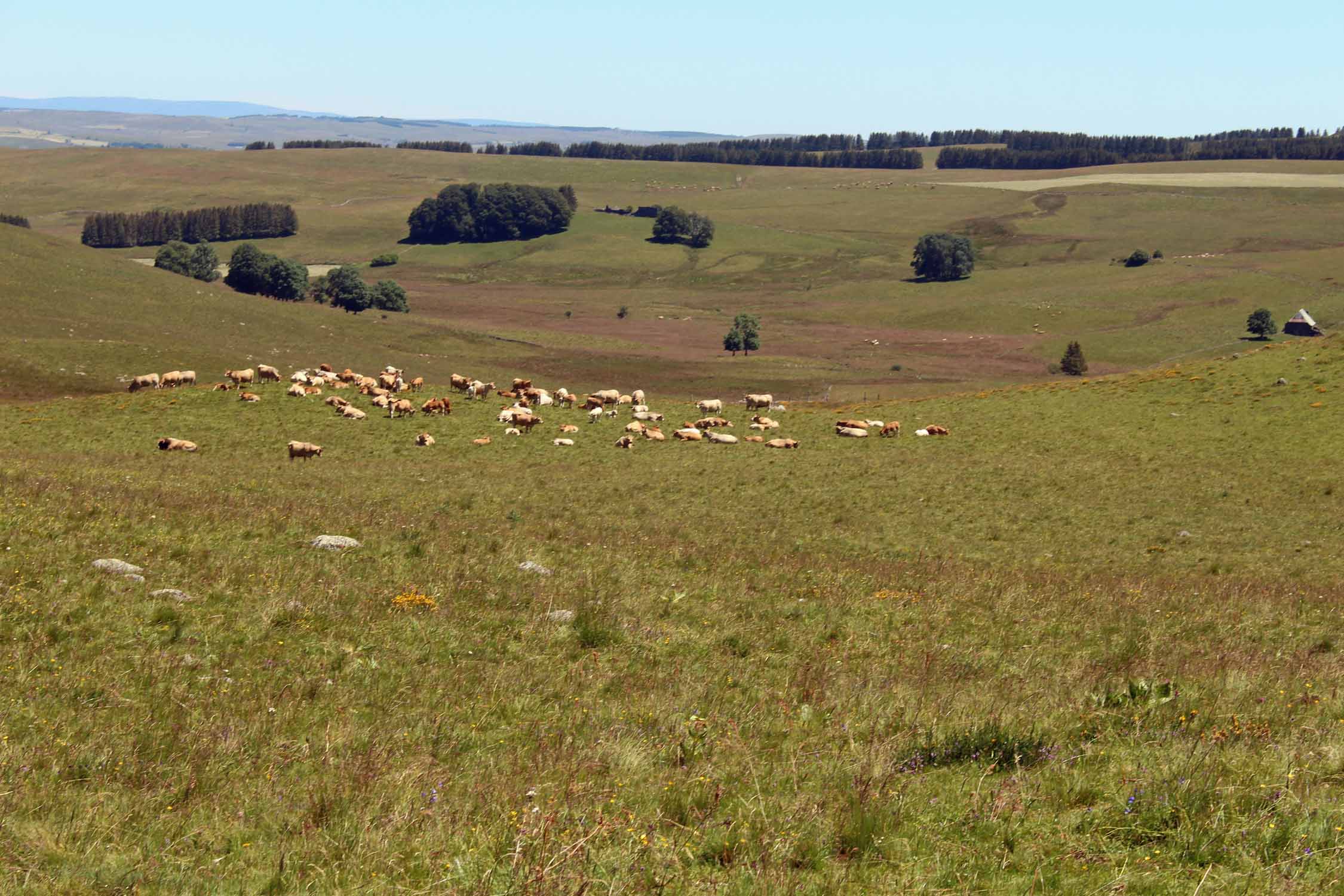 Recoules d'Aubrac, paturages