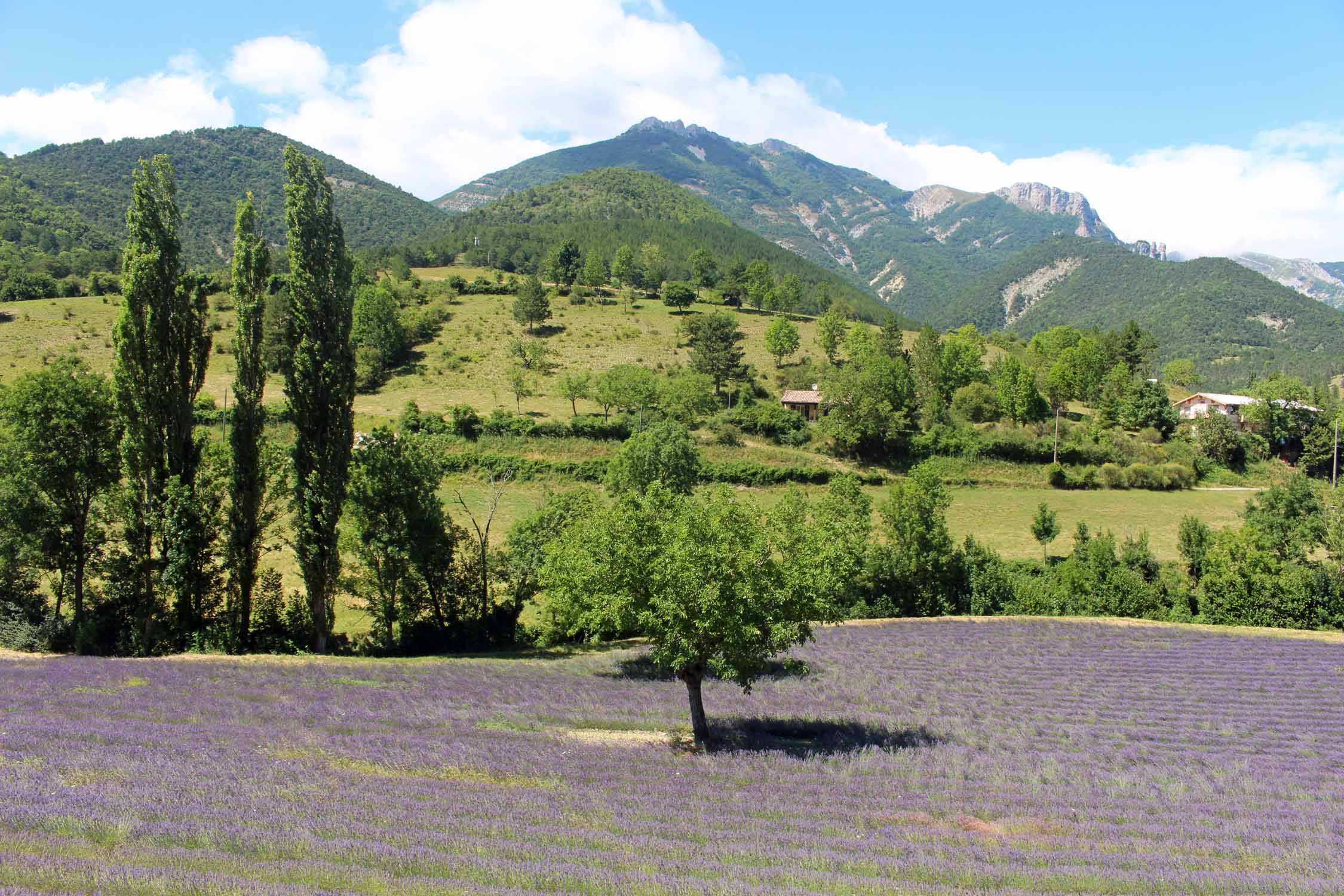 Lavande, vallée de Comane