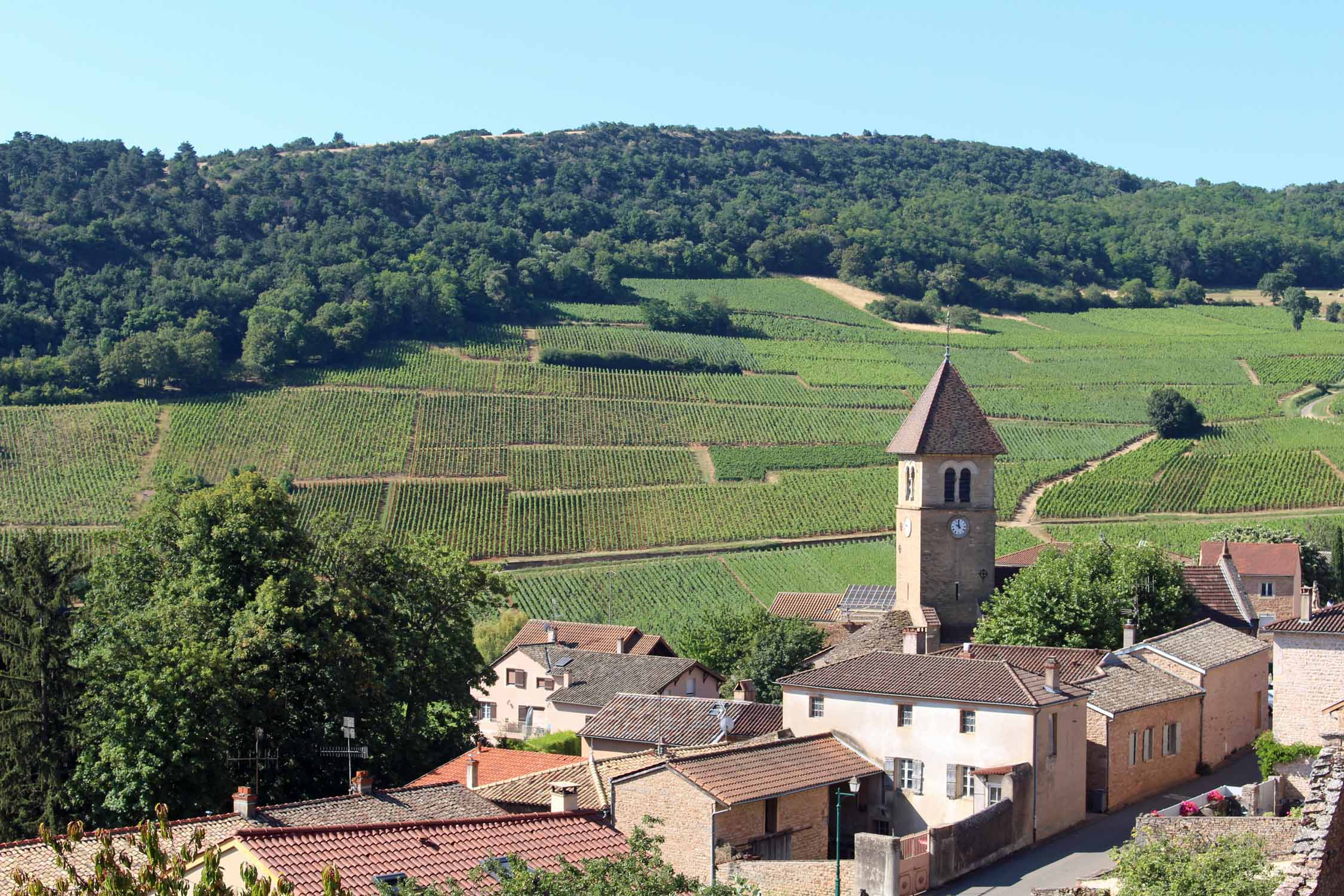 Solutré-Pouilly, vignobles