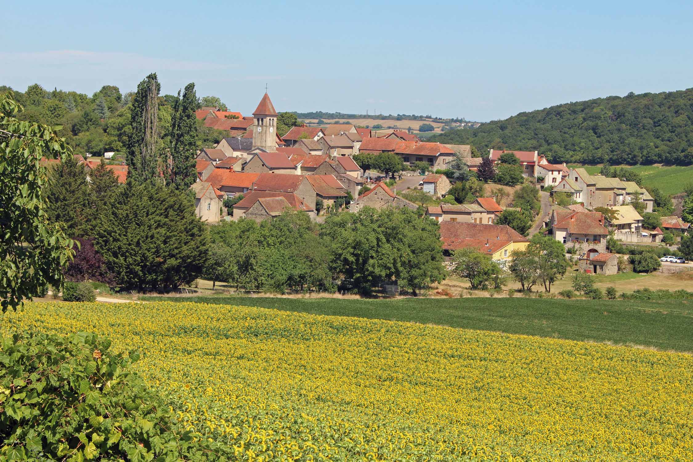 Ozenay, champ de tournesol