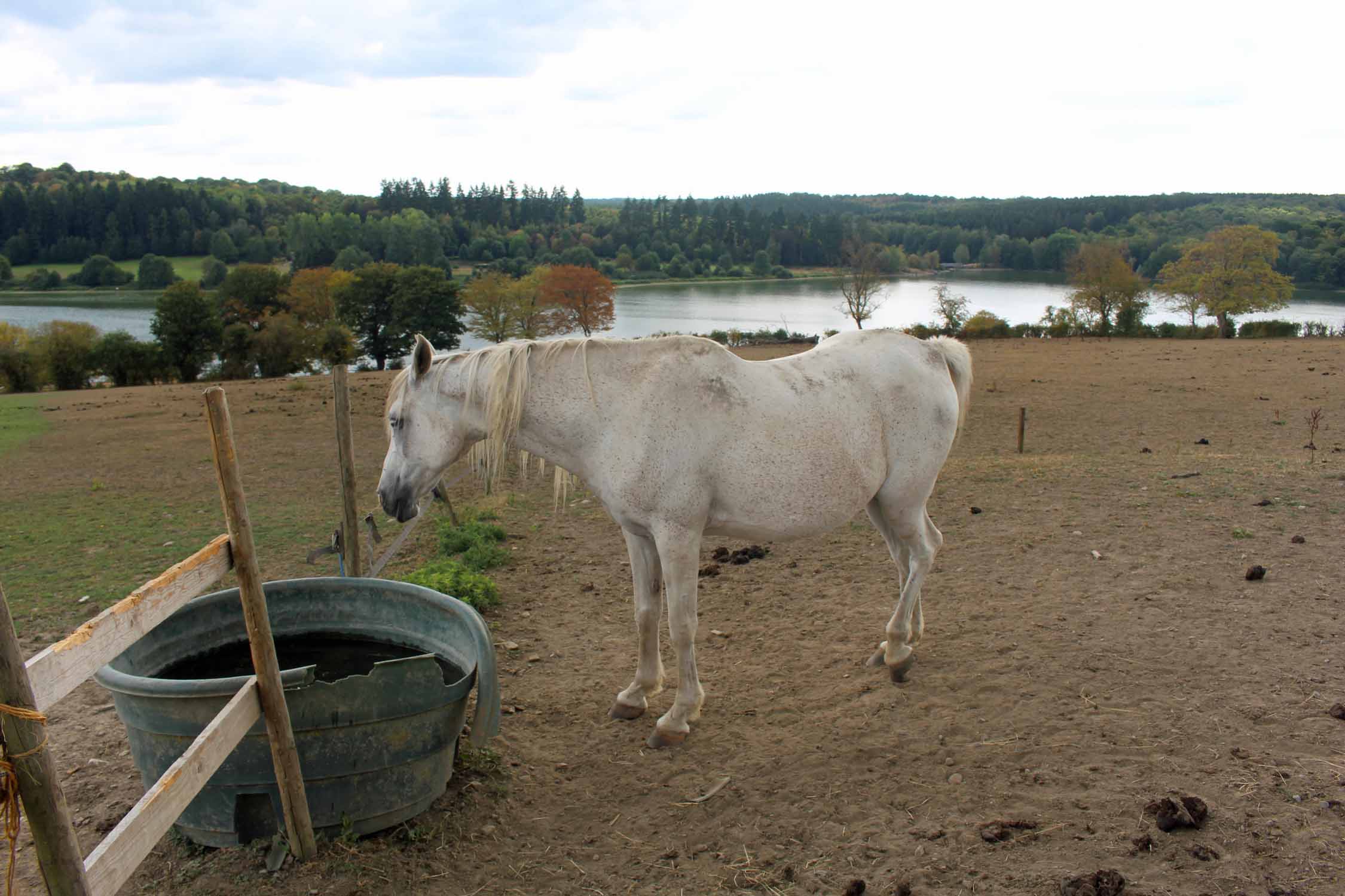 Parc du Val-Joly, cheval