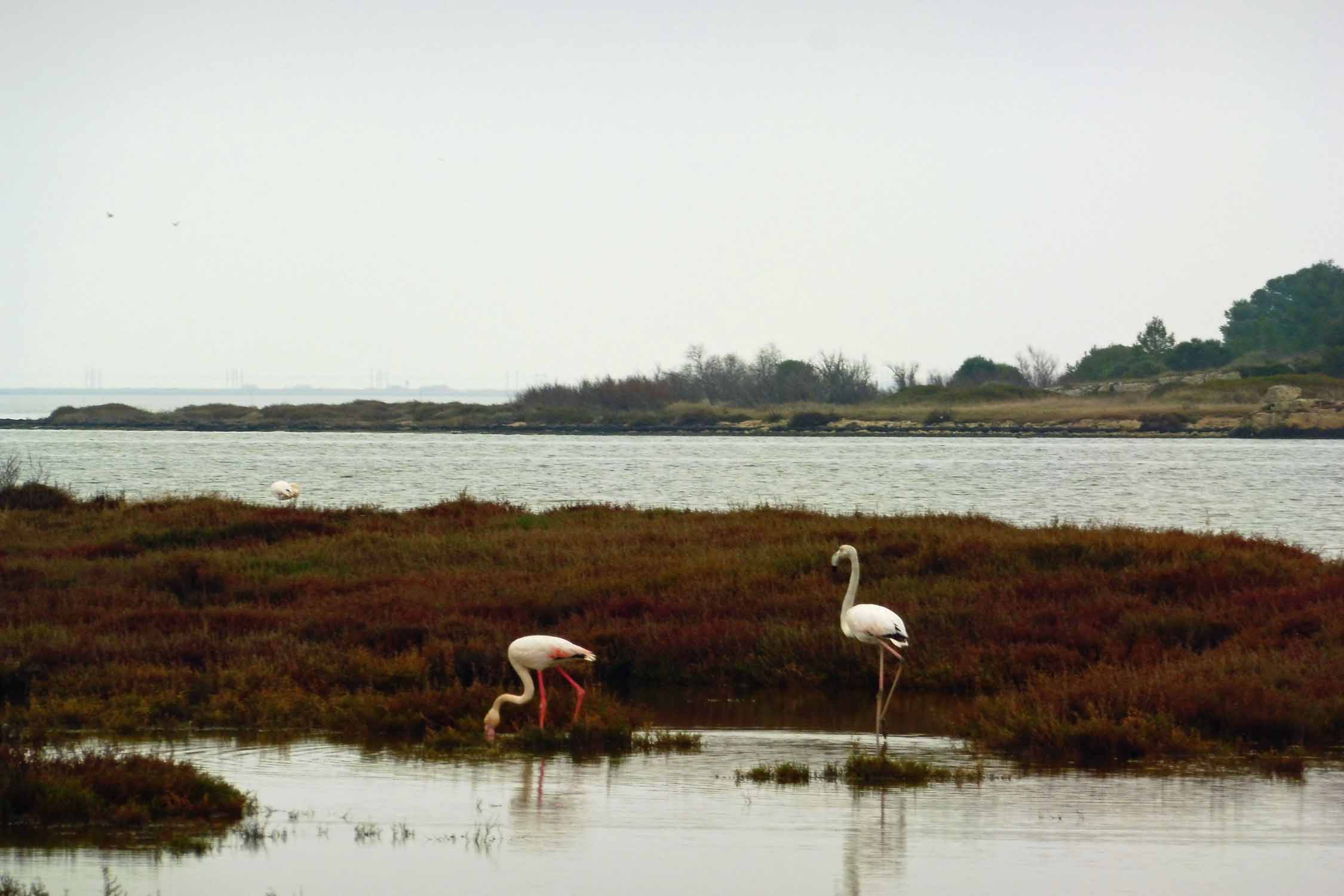 Etang de Bages, flamants roses