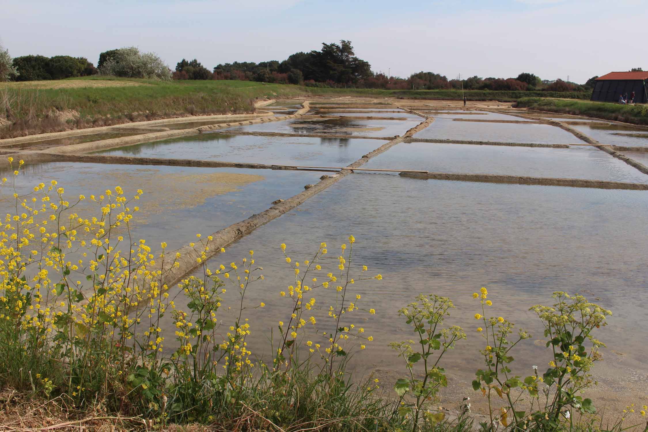 Saint-Trojan-les-Bains, marais salants