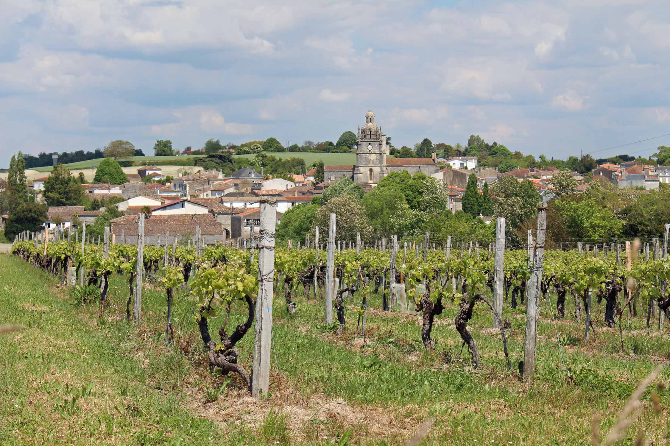 Saint-Dizant-du-Gua, vignobles